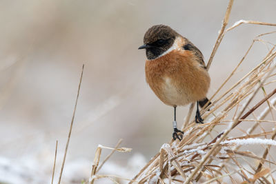 Close-up of bird perching outdoors