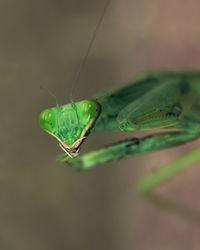 Close-up of insect on leaf