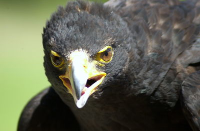 Close-up portrait of a bird