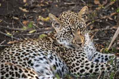 A leopard resting