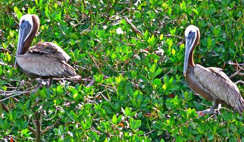 Bird on grass