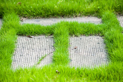 Full frame shot of grass