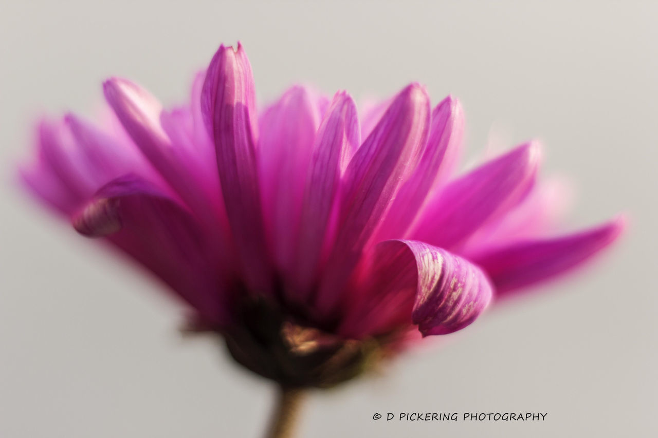 flower, petal, fragility, flower head, studio shot, freshness, close-up, white background, beauty in nature, growth, nature, stem, selective focus, purple, focus on foreground, pink color, copy space, plant, no people, single flower