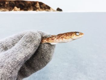 Hand holding frozen fish