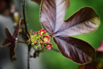 Close-up of red flowering plant leaves