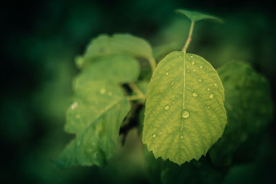 Close-up of raindrops on leaves