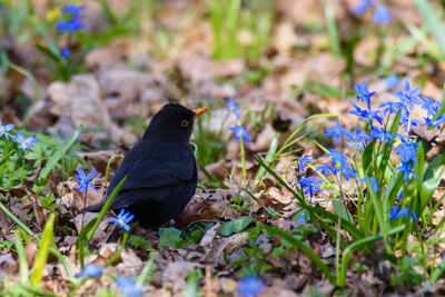 View of a bird on field