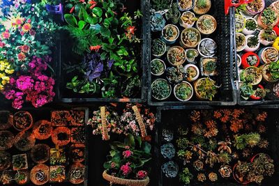 Close-up of multi colored flowers for sale in store