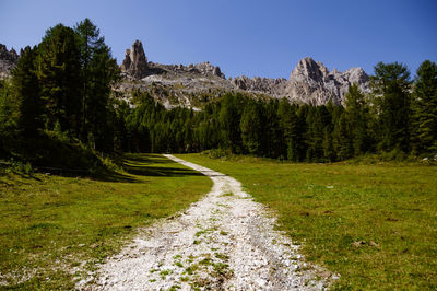 Road amidst trees in forest
