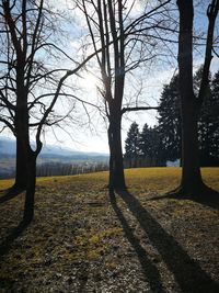 Bare trees on field against sky