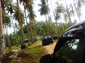 Palm trees in park