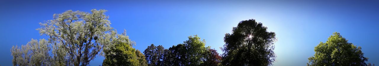 LOW ANGLE VIEW OF TREES AGAINST CLEAR BLUE SKY