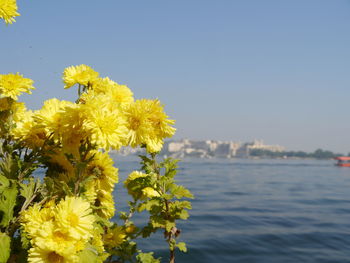 Close-up of yellow flowering plant against clear sky