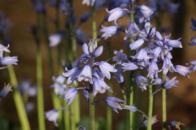 Close-up of purple flowering plant