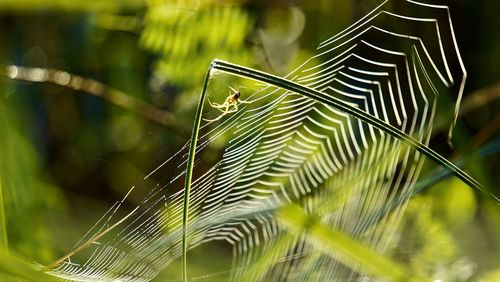 Close-up of spider web on plant