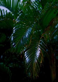 Close-up of green leaves on tree