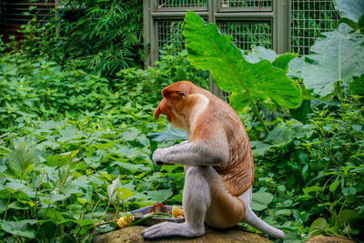 Monkey bekantan sitting on tree