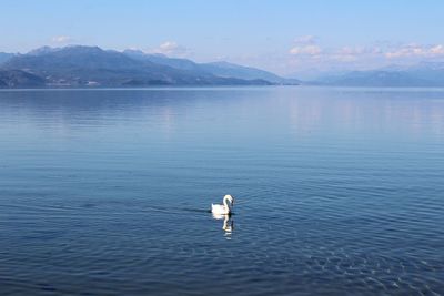 Scenic view of lake and swan gainst sky
