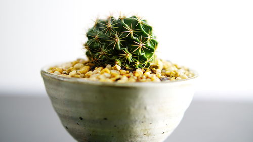 Close-up of cactus plant against white background