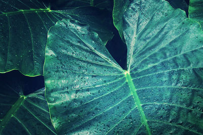 Full frame shot of raindrops on leaves