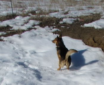 Dog standing on snow covered field