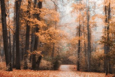 Trees in forest during autumn