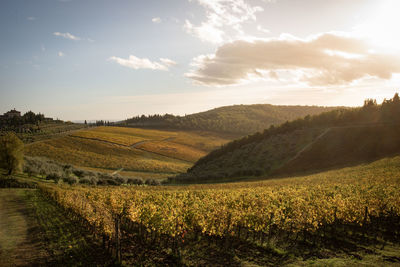 Scenic view of agricultural field against sky