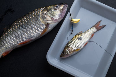 Directly above shot of hampala barbs with fishing hook on table