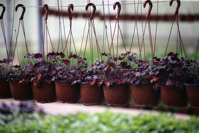 Close-up of potted plants hanging on field