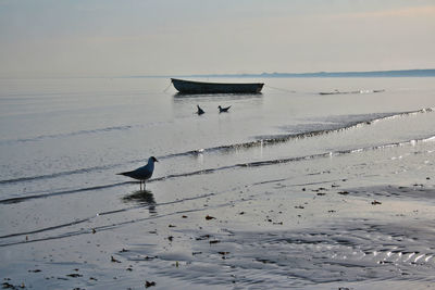 View of birds on beach against moored boat