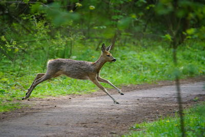 Side view of deer on land in forest