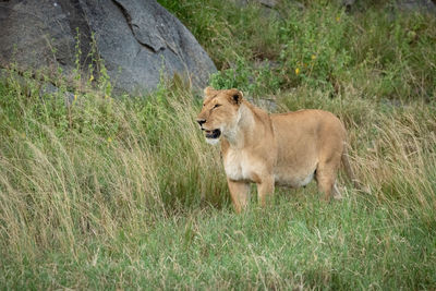 Lioness stands looking left in long grass