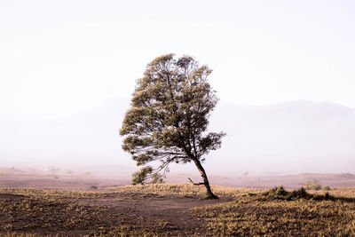 Tree on field against sky