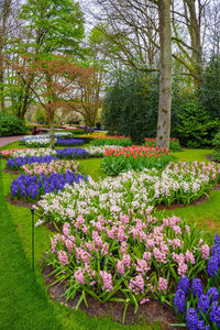 Purple flowering plants in park