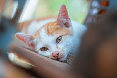 Close-up portrait of a cat