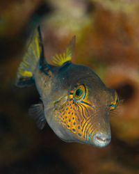 Close-up of fish swimming in aquarium