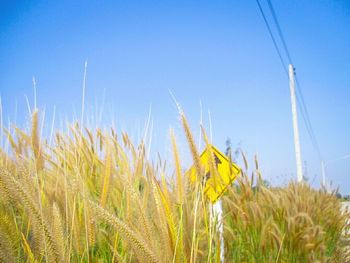 Close-up of sunflower field against clear blue sky