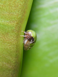 Close-up of insect on leaf