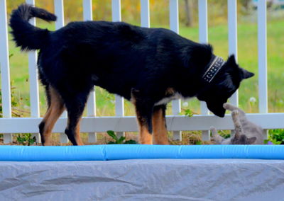 Black dog on grass