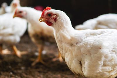 Close-up of white hens on field