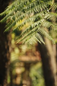 Close-up of fern leaves