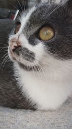 Close-up portrait of cat