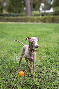 Dog running on grass