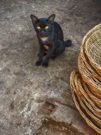 High angle portrait of cat sitting on wicker basket