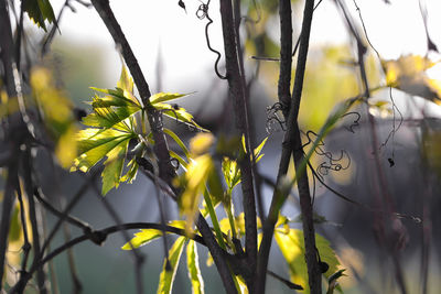 Close-up of plant growing outdoors