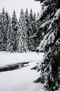 Snow covered pine trees in forest during winter