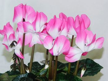 Close-up of pink flowers blooming outdoors