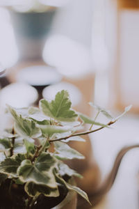 Close-up of potted plant