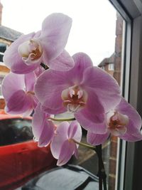 Close-up of pink orchid flowers