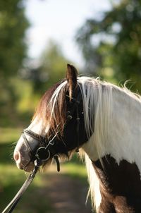 Close-up of horse in ranch